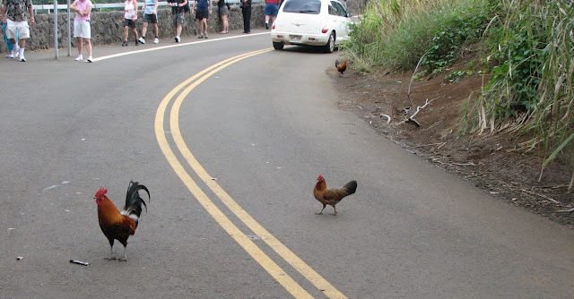 Learn about chicken road casino